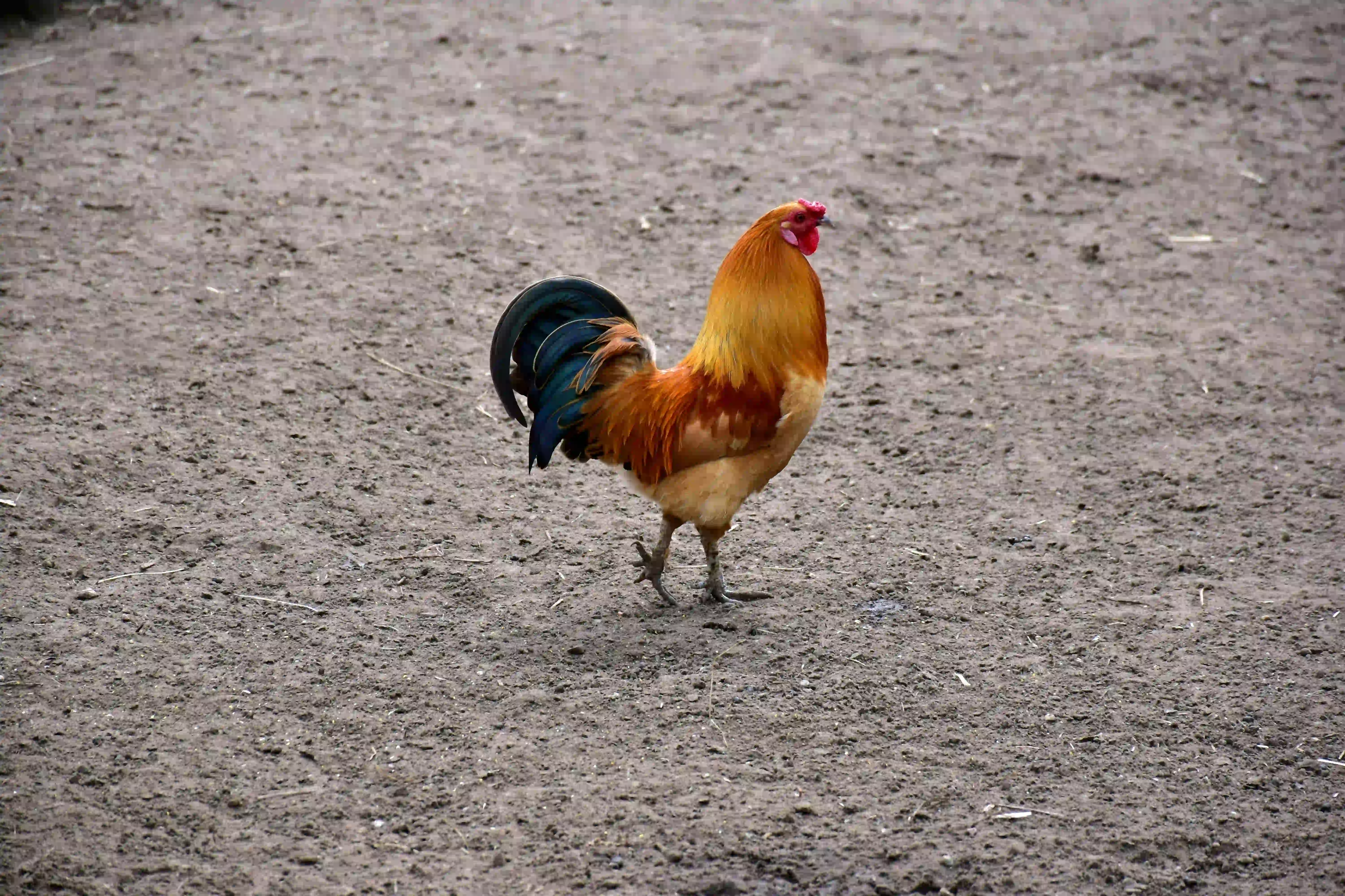 A Cock Bird. Credit @ Unsplash